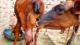 milk feeding baby calf latest video 🤩 [upl. by Kristy]