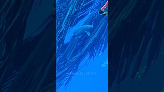 Tripletail fish fishing nightdive fish barracuda fishspecies nightdiving [upl. by Nnaeel]