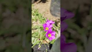 Oxalis latifolia Kunth shorts plantasyflores flowers plants nature [upl. by Moorish]