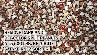 Satake RNEZ Sorting Peanut Splits at 5500 lbshrchute Removing Dark and Off Color 4K [upl. by Phares1]