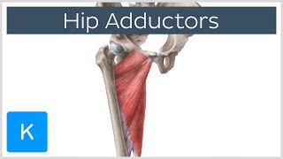 Anatomy of the Hip Adductor Muscles  Human Anatomy  Kenhub [upl. by Thatch]