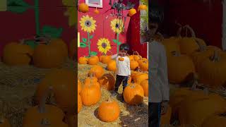 Fall Fun Awaits Explore Carma Farms Just 45 Minutes from Toronto  Ontario Canada 🇨🇦 travel [upl. by Nace]