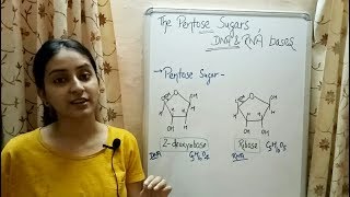 Pentose Sugars  Nitrogenous Bases  Structure of DNA  Lecture 6 [upl. by Arerrac]