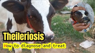 Theileriosis How to diagnose and treat Theileriosis in calves with exophthalmia Theileria [upl. by Yalonda]