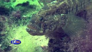 Бычок травяник Grass goby Zosterisessor ophiocephalus [upl. by Battiste]