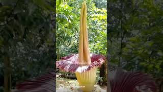 amorphophallus titanum [upl. by Ssalguod]