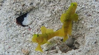 Raja Ampat snorkeling from Beserbay Homestay part 1 on Gam  Indonesia 2024 [upl. by Annohsak]