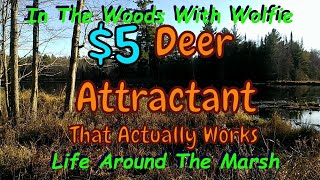 The Best Homemade Deer Attractant Ever [upl. by Jolie]