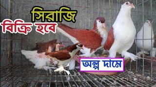 বাচ্চাসহ ৫ জোড়া কবুতর বিক্রয় হবে 🔥Siraji lahori kobutor price [upl. by Sherfield29]