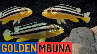 Golden Mbuna Cichlid Beautiful and Aggressive Melanochromis auratus [upl. by Atnohs]