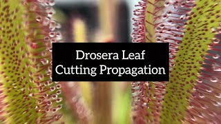 Drosera Leaf Cutting Propagation  Quick and Easy Ways to Propagate Your Sundews [upl. by Reiner]