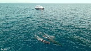 Indonesia The Cetacean Highway  Encounter Eight Different Cetaceans in One Cruise [upl. by Adnavoj]