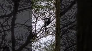 Colobus Monkey Uganda travel wildlife Africa wildlife African wildlife shorts [upl. by Blanc]