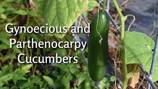 Gynoecious amp Parthenocarpy Cucumbers  Socrates  Southern Latitudes [upl. by Idoj]