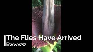 Amorphophallus titanum  Fester the Corpse Flower Time Lapse Video  June 2018 [upl. by Efthim]