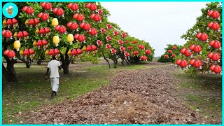 How To Harvest And Process Millions Of Tons Of Cashews In A Short Time  Modern Agriculture [upl. by Allenrac]