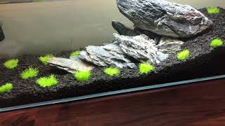 HOW TO GROW Utricularia Graminifolia [upl. by Ahseena126]