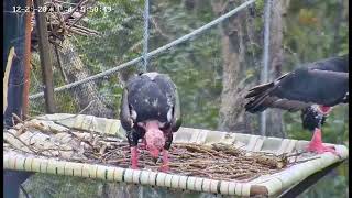 Redheaded vulture aka asian king vulture egg incubation [upl. by Yesdnik577]