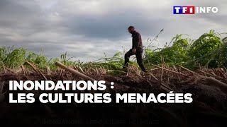 Inondations  les cultures menacées [upl. by Idnir]