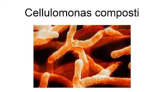 Cellulomonas Composti [upl. by Hama]