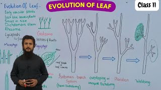 Evolution of leaf  evolution of microphylls and megaphylls [upl. by Anihtyc673]