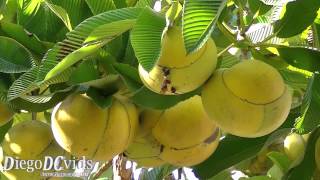 Dillenia indica  Elephant apple ChultaChalta  Ouu UFSC Florianópolis [upl. by Enyrat]