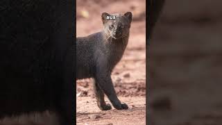 Jaguarundi [upl. by Granniah]