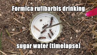 Formica rufibarbis drinking sugar water timelapse [upl. by Natam]