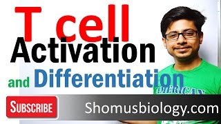 T cell activation and differentiation  T cell development 1 [upl. by Flor259]