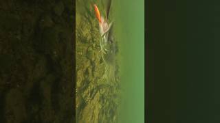 Goldfish or regular fish  Surprising reaction from pike  pike fishing underwater [upl. by Thora982]