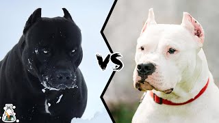 PITBULL VS DOGO ARGENTINO  Who is more powerful [upl. by Shaper]