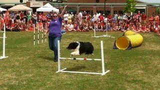 FUNNY DOG AGILITY COMPETITION WITH SOME OF THE FASTEST AND FUNNIEST ANIMALS IN HD [upl. by Nnoj340]