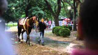 Ídolo Porteño  Gran Premio Carlos Pellegrini G1 2014 [upl. by Eanerb]