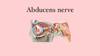 Anatomy of the eye Abducens nerve [upl. by Yracaz]