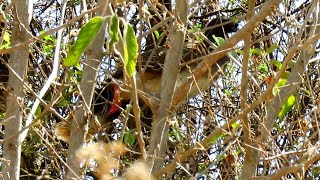 West Mexican Chachalaca  endemic [upl. by Sibie439]