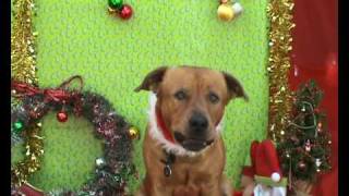 Dogs Singing Christmas Carols [upl. by Hanford]