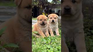 Stable pups and lively pup shots dog puppy cute animals petlove pets pet [upl. by Hudson937]