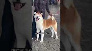 AKITA IN INDIA  BEST AKITA IN INDIA  akita india inu shiba inu doglover puppy [upl. by Cottle57]