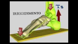 Multifunzionalità della articolazione sottoastragalica [upl. by Uba554]