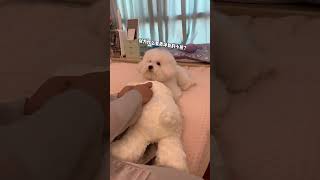 072 Baby dog cute pupp barking 4kviral shorts [upl. by Anderea]