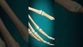 Metacarpophalangeal joint interphalangeal joint of hand flexion extension fingerjoints [upl. by Notniuq]