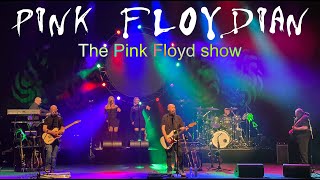 Comfortably Numb  Pink Floyd cover performed by Pink Floydian [upl. by Boyd182]