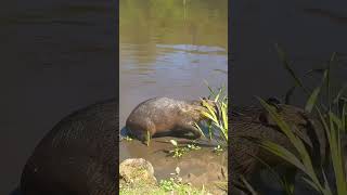 capybara swimming [upl. by Mcmahon]