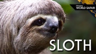 Even Two Toed Sloths Have Three Toes [upl. by Yorled]