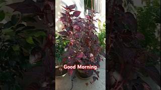 Black Ficusficusbenjamina amp IresineBloodleaf plants fadakgardeners gardening foliageplant [upl. by Aridaj]