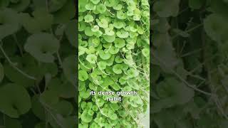 Versatile Uses of Dichondra repens Kidneyweed in Your Garden [upl. by Janela]