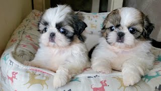 Most Adorable Shih Tzu Puppies 🐶 [upl. by Pena508]