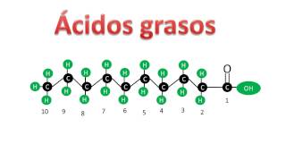 Ácidos grasos saturados e insaturados  Bioquímica [upl. by Rucker]