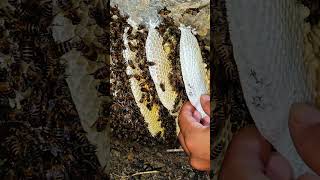 Honey bees and sweet honey bestowed shortvideo [upl. by Nor17]