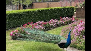 Auburn Botanical Gardens Auburn NSW Australia  School Holidays Fun auburnbotanicalgardens [upl. by Arvid]